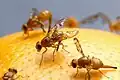 Ovipositeur de la mouche à fruit mexicaine (Anastrepha ludens) en train de pondre sur un pomélo.