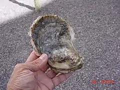 Crassostrea corteziensis
