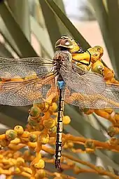 Anax ephippiger