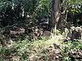 Ancien cimetière colonial à Rivière Sens.