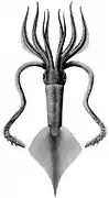Ancistroteuthis lichtensteini