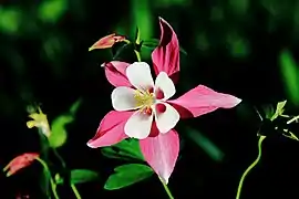 Fleur.