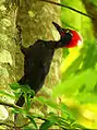 Pic des Andaman
