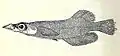 Adrianichthys kruyti