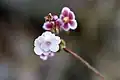 Androsace strigillosa