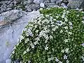 Androsace des Alpes.