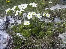 Androsace petit jasmin