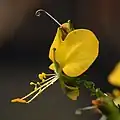Aneilema aequinoctiale
