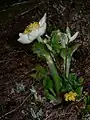 Pulsatilla occidentalis.