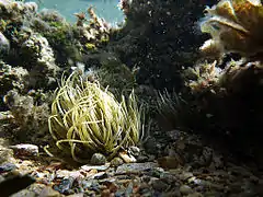Anemonia sulcata