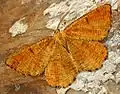 Angerona prunaria (Linnaeus, 1758) type orange