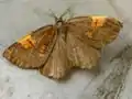 Angerona prunaria (Linnaeus, 1758) type brun