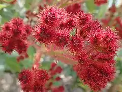 Boutons de fleurs rouges et poilus