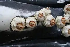 Coronula diadema (Coronulidae)