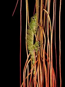 Anolis princeps