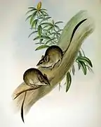 Antechinomys lanigera