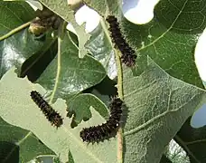 Chenilles sur feuilles de chêne