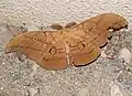 Antheraea yamamai photographiée à Monteaperta (Italie)