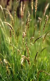 Anthoxanthum odoratum, vue générale
