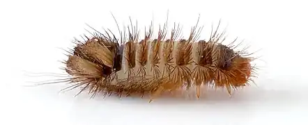 Larve d’Anthrenus verbasci (longueur : 4,6&nbsp;mm)