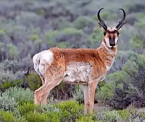 Antilope d'Amérique sur le plateau de ponces.
