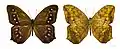 Antirrhea ornata Guyane