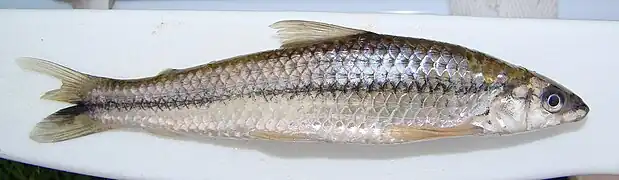 Apareiodon affinis