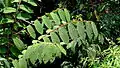 Rameau feuillé d'Apeiba albiflora