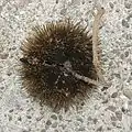 fruit sec d'Apeiba tibourbou