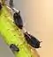 Insectes noirs avec des pattes et antennes beiges claires sur une plante.