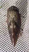 Aphrophora major.