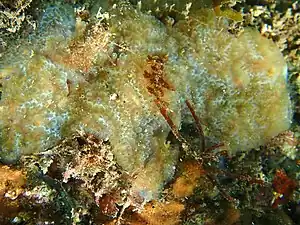 Aplidium glabrum
