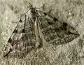 Aplocera plagiata  (Linnaeus, 1758)