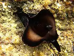 Aplysia fasciata