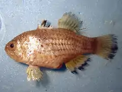 Apogon queketti