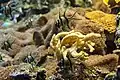 Apogon de Kaudern, aquarium Parc phœnix de Nice.