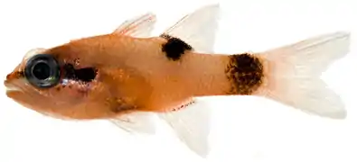 Apogon maculatus