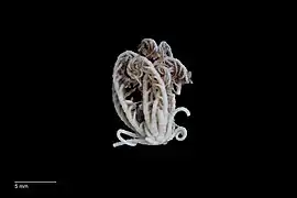 Aporometra paedophora.