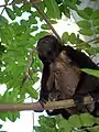 Singe hurleur à manteau au-dessus d'un sentier du lac Apoyo.