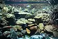 Aquarium reproduisant le biotope du lac Malawi