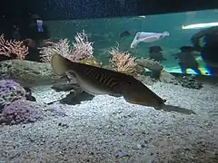 Seiches