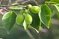 Fruits et feuilles