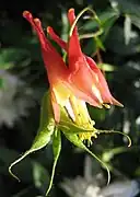 Fleur et gousse.