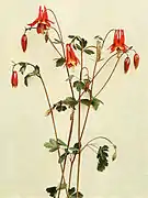 Illustration.