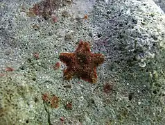 Aquilonastra cf. moosleitneri à La Réunion.