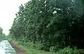 La forêt Arabari, située à 30&nbsp;km de Midnapore