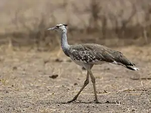 Outarde arabe(Ardeotis arabs), Sahel.