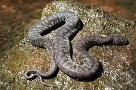Acrochordus arafurae, un Acrochordidae