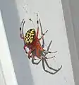 Araneus marmoreus