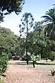 Araucaria rulei.